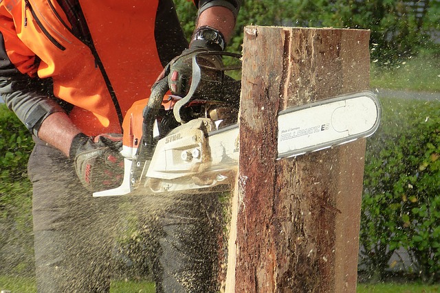 tree cut